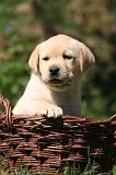 LABRADOR 1213